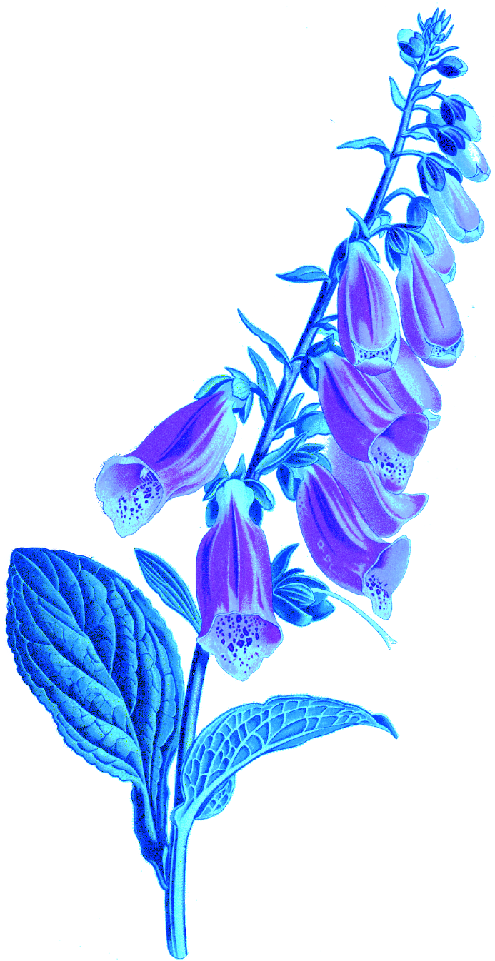 digitale
